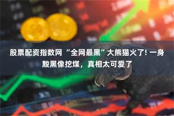 股票配资指数网 “全网最黑”大熊猫火了! 一身黢黑像挖煤，真相太可爱了